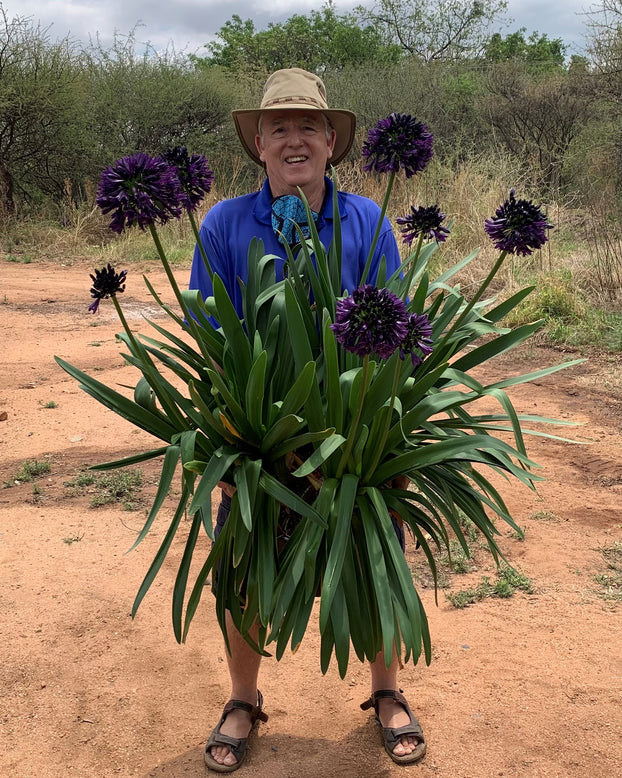 Agapanthus 'Black Jack'