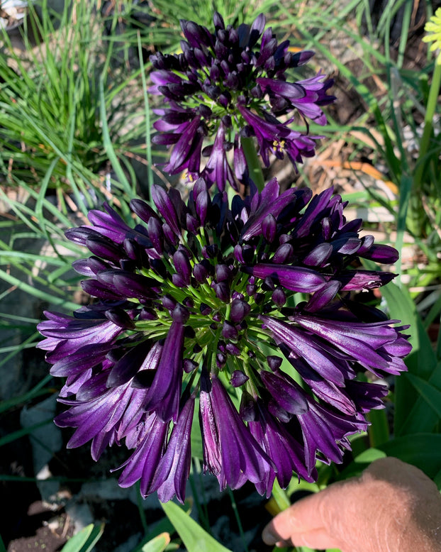 Agapanthus 'Black Jack'