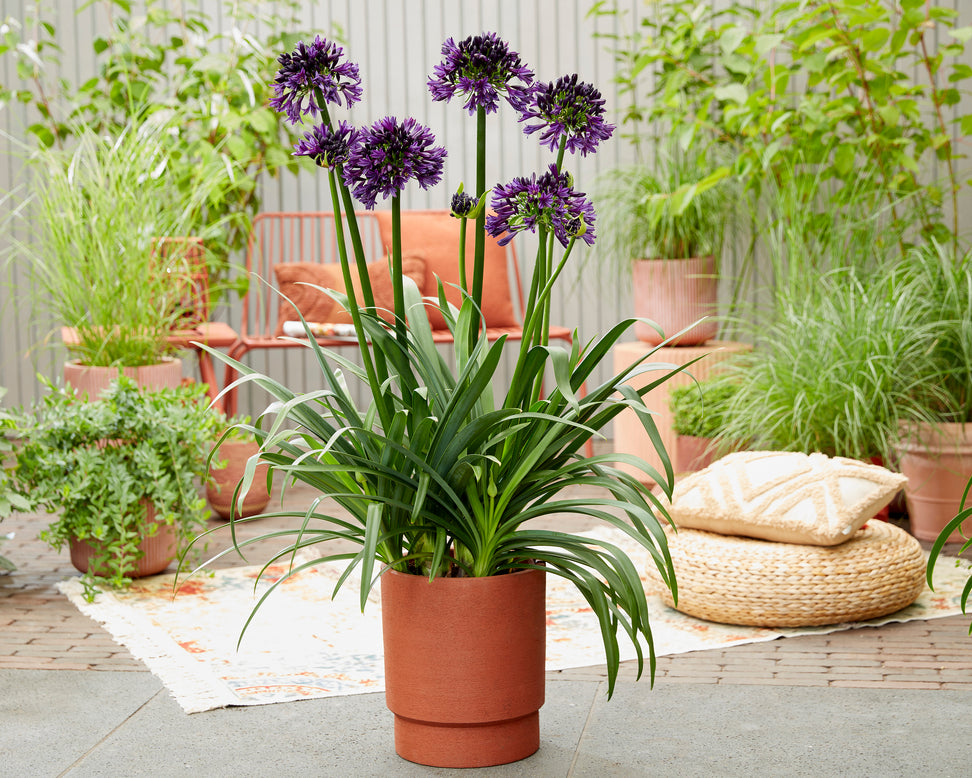 Agapanthus 'Black Jack'