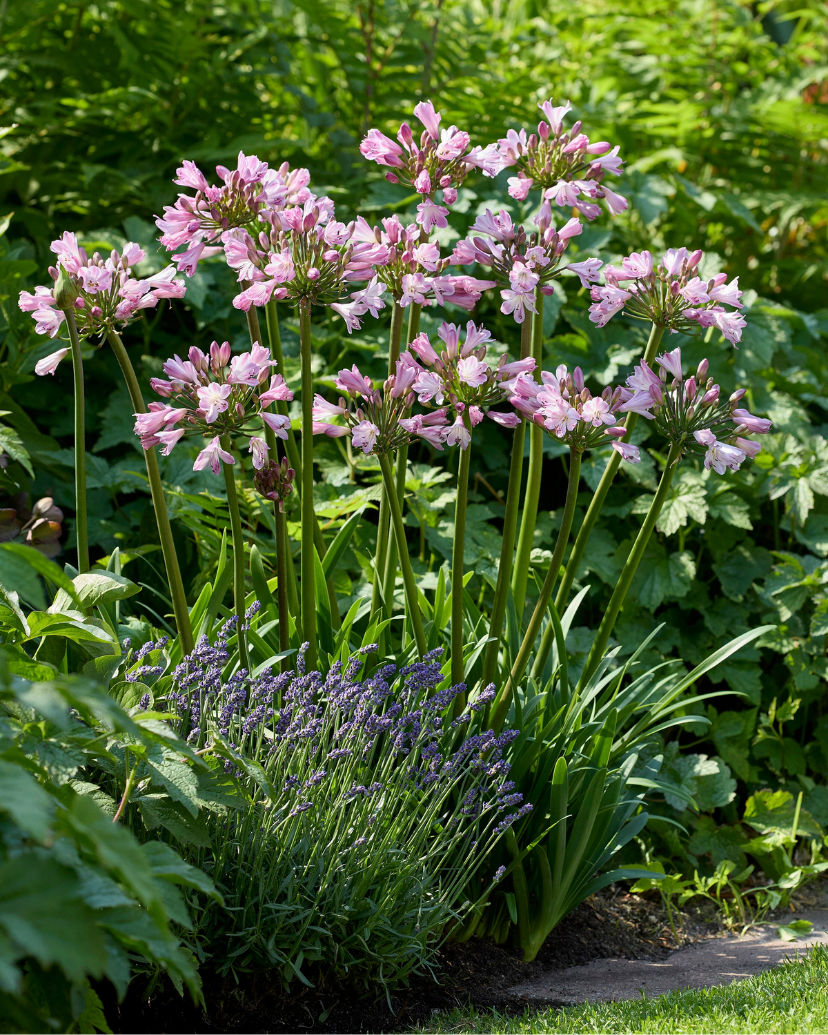 Agapanthus 'Poppin' Pink'