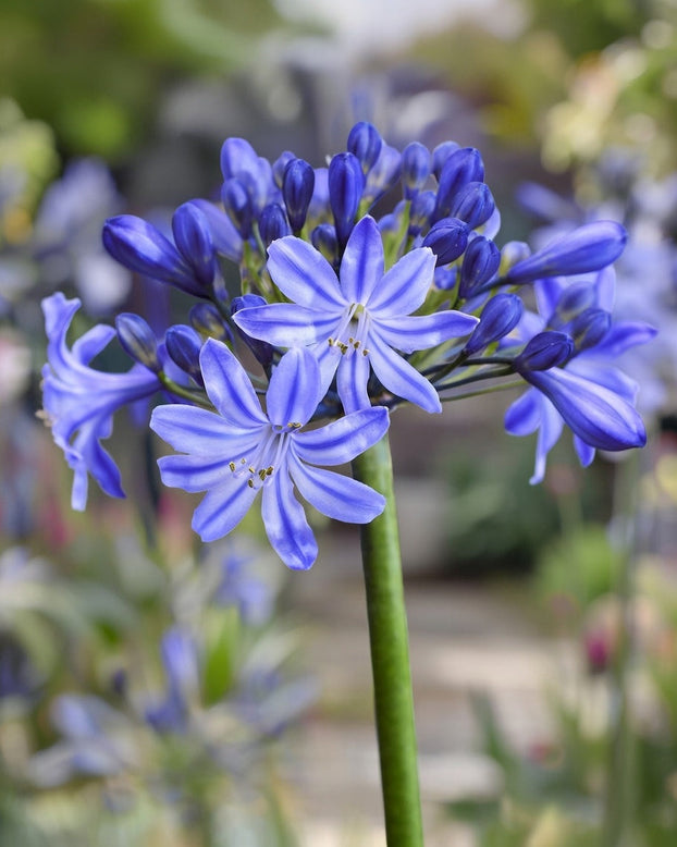 Agapanthus 'Rising Star'