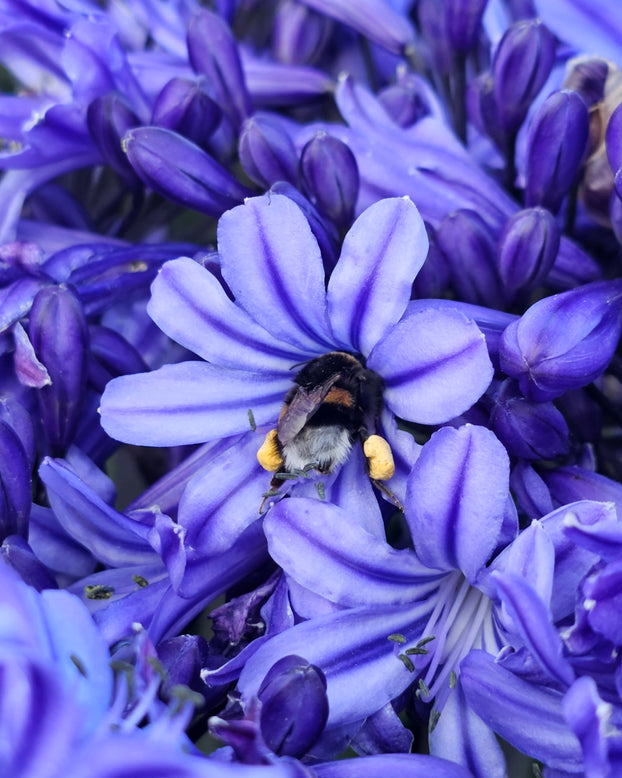 Agapanthus 'Rising Star'