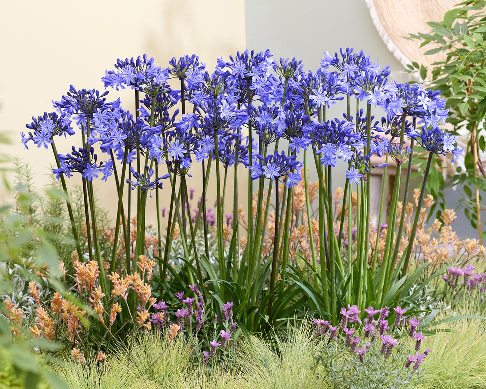 Agapanthus 'Rising Star'