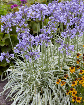 Agapanthus 'Silver Moon'