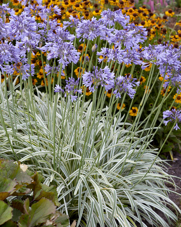 Agapanthus 'Silver Moon'