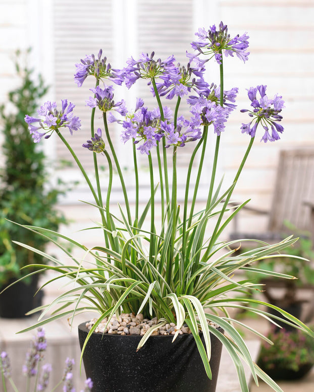 Agapanthus 'Silver Moon'