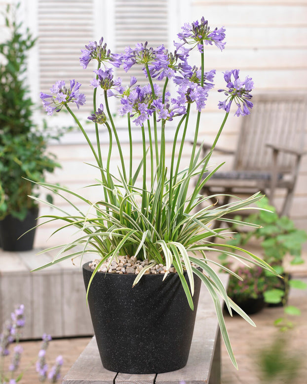 Agapanthus 'Silver Moon'