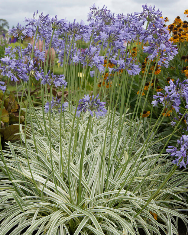 Agapanthus 'Silver Moon'