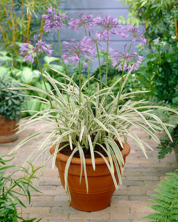 Agapanthus 'Silver Moon'