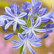 Agapanthus