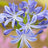 Agapanthus