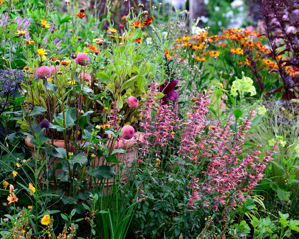 Agastache 'Kudos Coral'