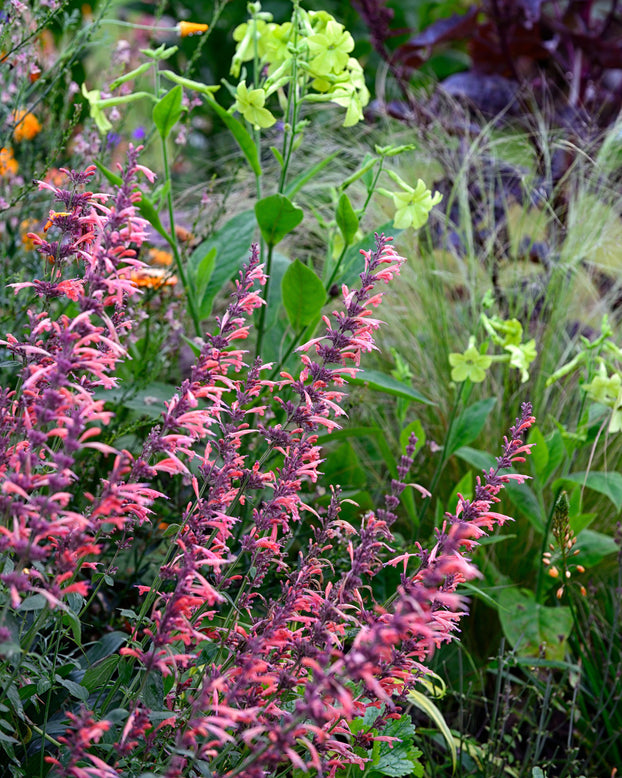 Agastache 'Kudos Coral'