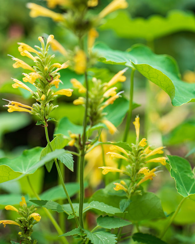 Agastache 'Kudos Yellow'