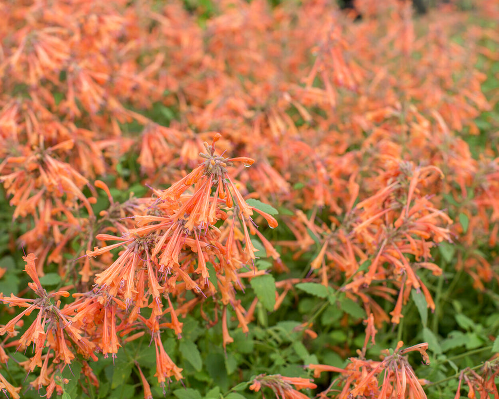 Agastache 'Kudos Mandarin'