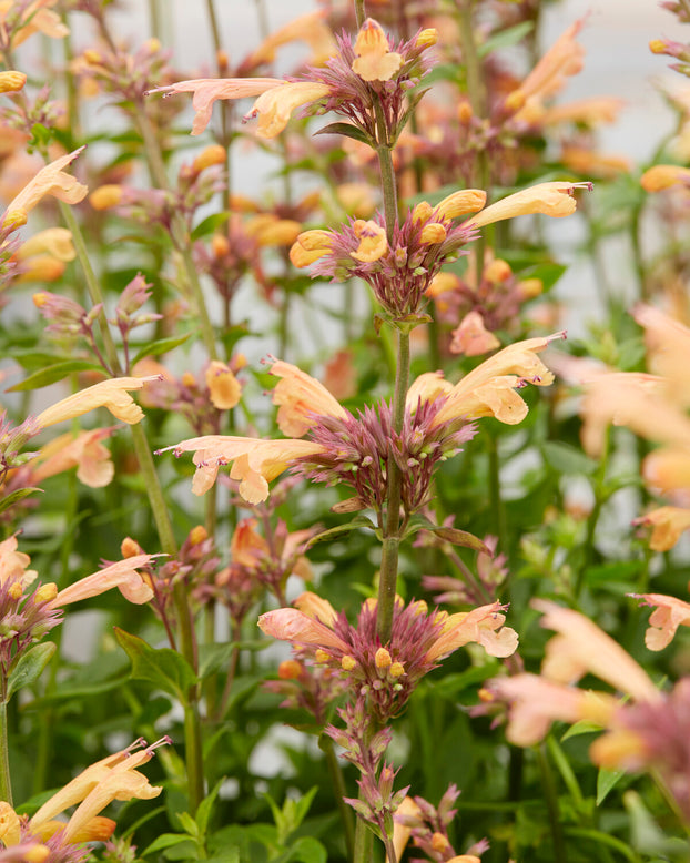 Agastache 'Kudos Mango Tango'