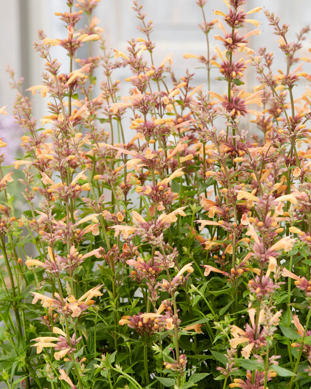 Agastache 'Kudos Mango Tango'