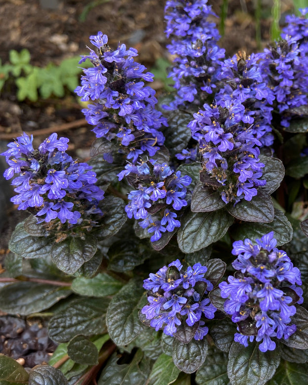 Ajuga 'Black Scallop'