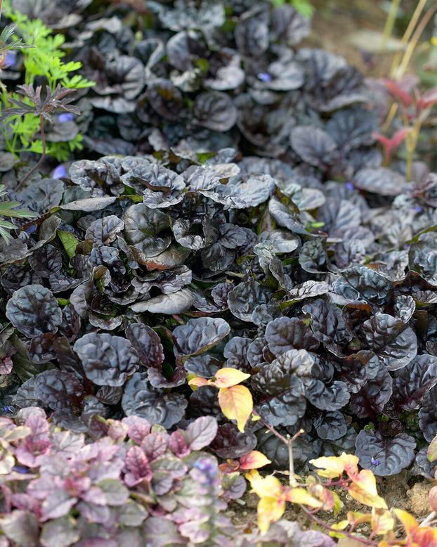 Ajuga 'Black Scallop'