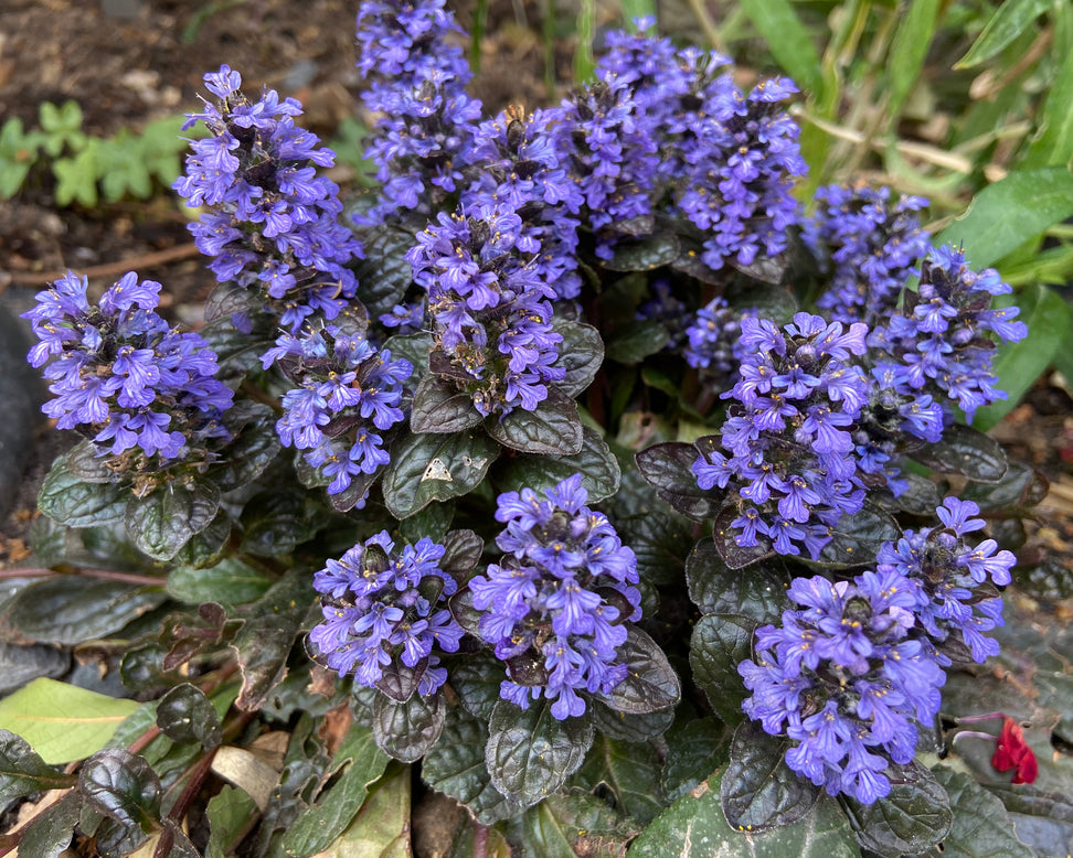 Ajuga 'Black Scallop'