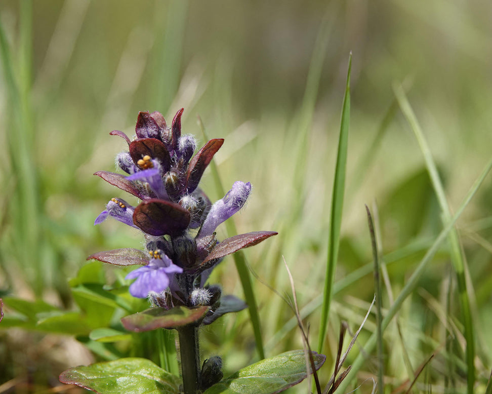 Ajuga 'Black Scallop'