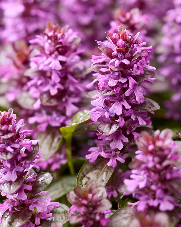 Ajuga 'Midnight Mystery'