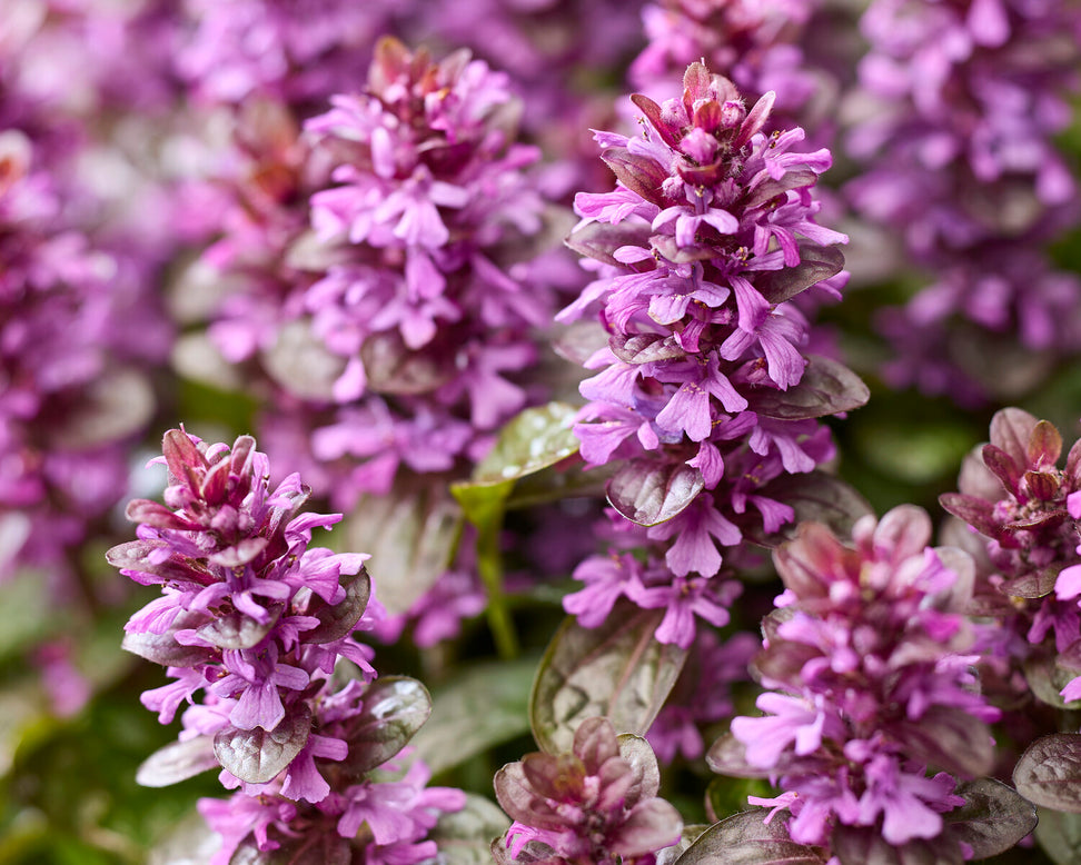 Ajuga 'Midnight Mystery'
