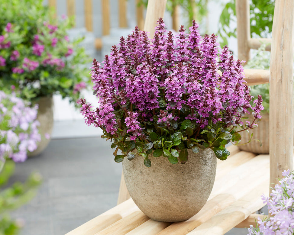 Ajuga 'Midnight Mystery'