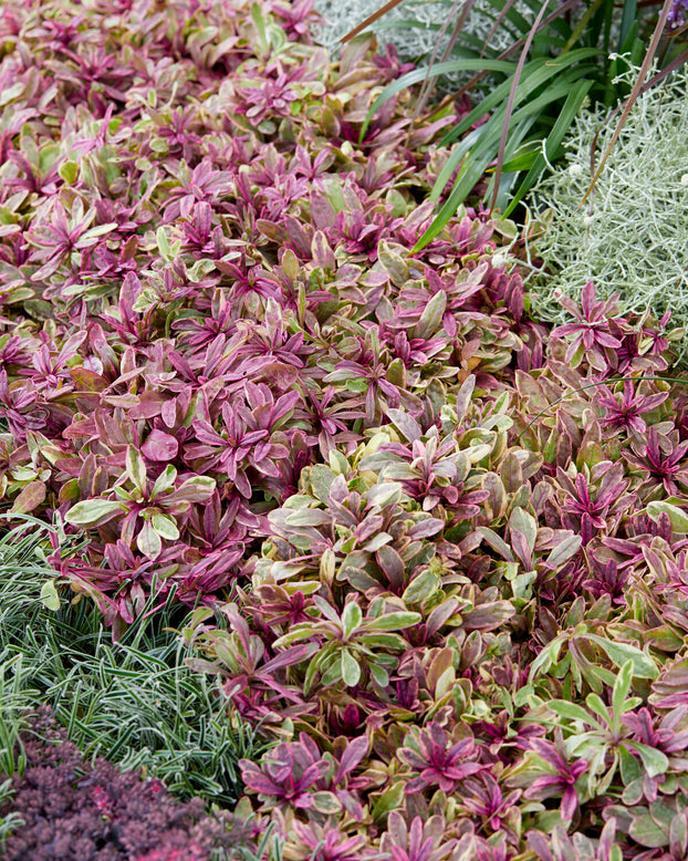 Ajuga 'Princess Nadia'
