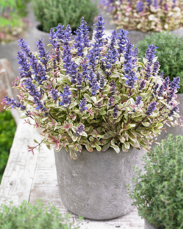 Ajuga 'Princess Nadia'