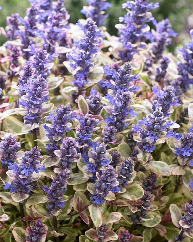 Ajuga 'Princess Nadia'