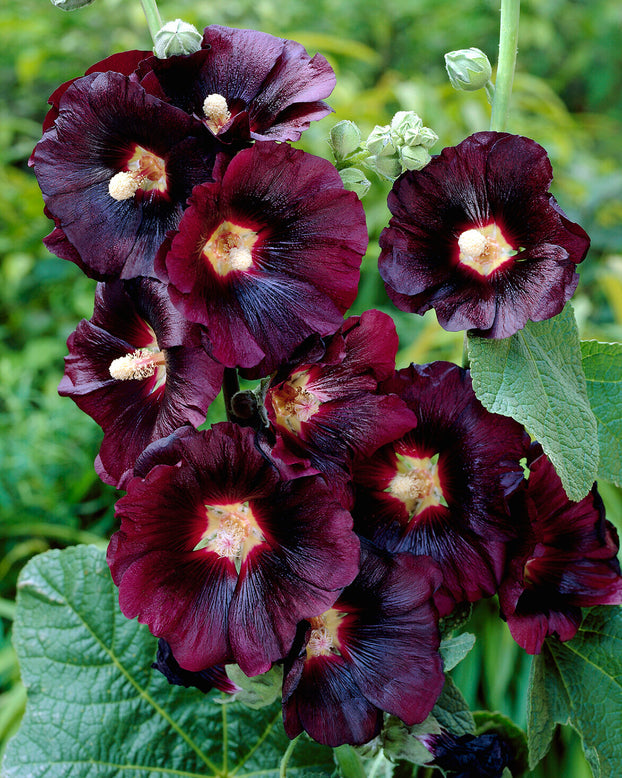 Alcea 'Nigra'