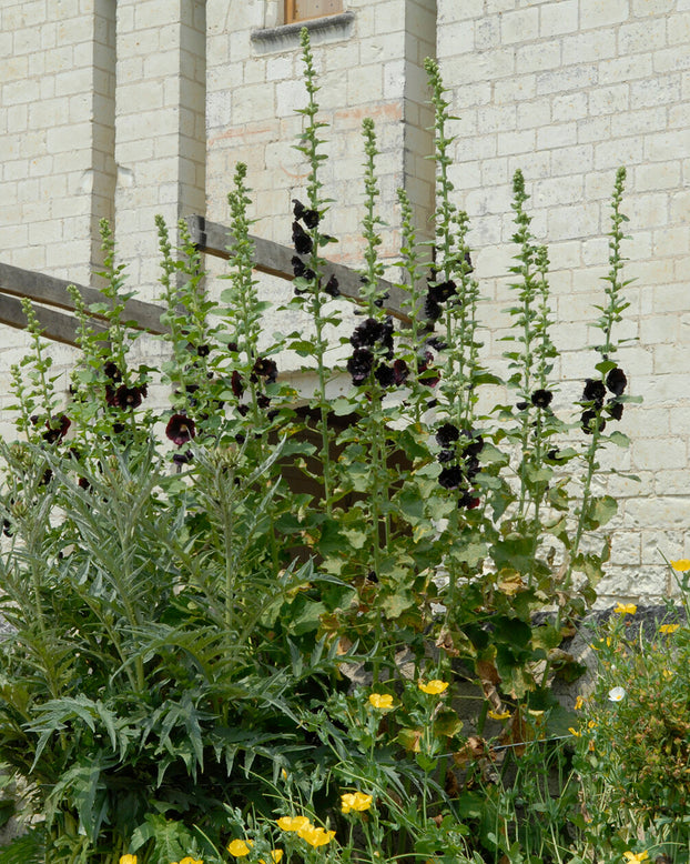 Alcea 'Nigra'