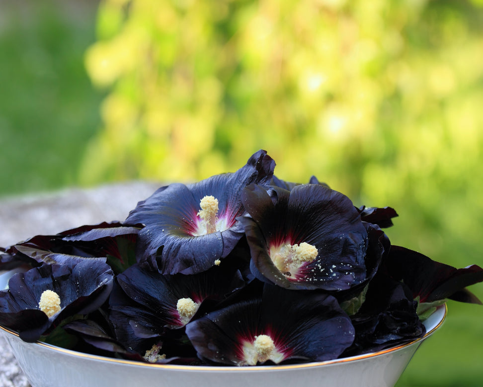 Alcea 'Nigra'