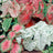All foliage plants (63)