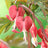 All perennials (591)