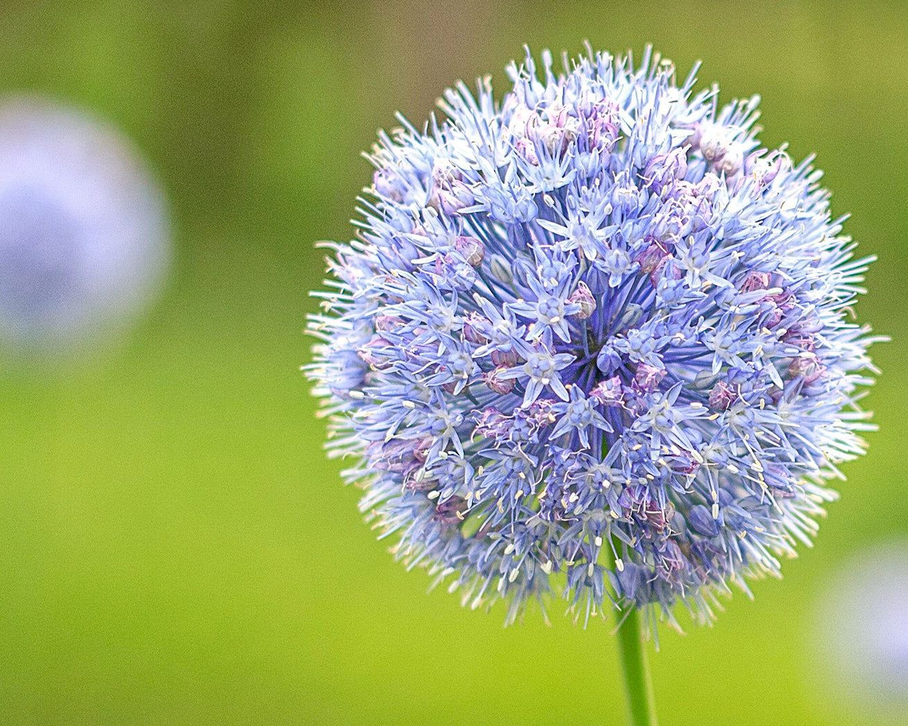 Azureuma Allium azureum bulbs (blue alliums) | Buy online at Farmer Gracy UK