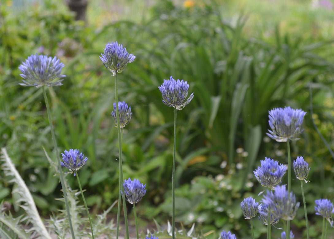 Allium 'Blue Monday'