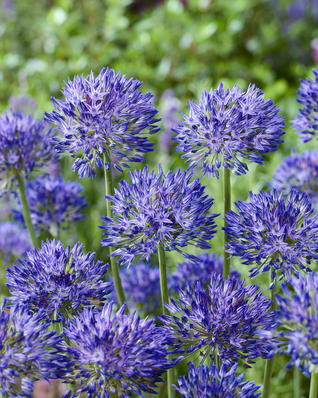 Allium 'Blue Monday'