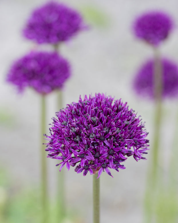Allium 'Chicago'