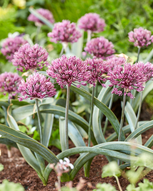 Allium 'Dallas'