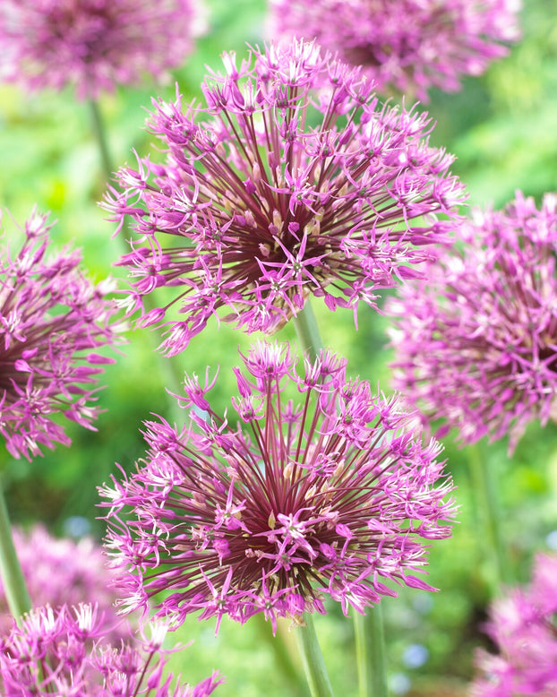 Allium 'Early Emperor'