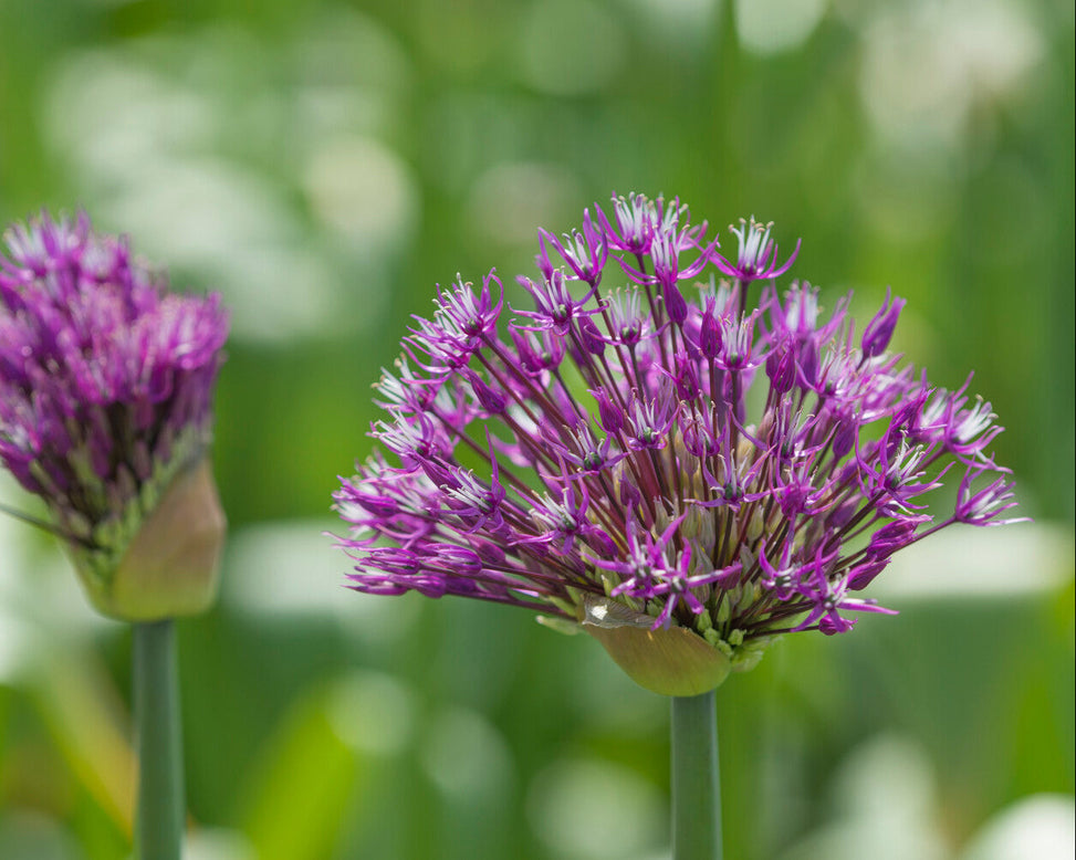 Allium 'Early Emperor'