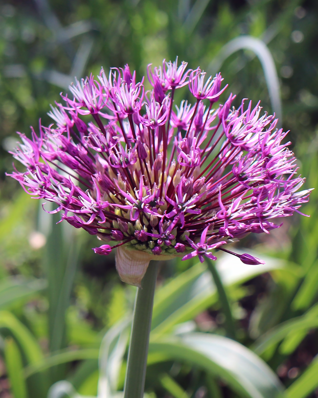 Allium jesdianum 'Early Emperor'