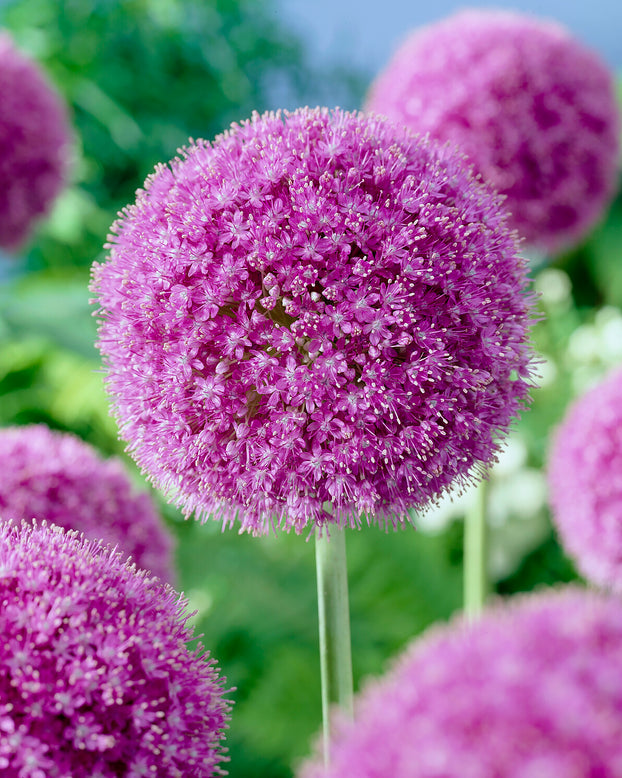 Allium giganteum
