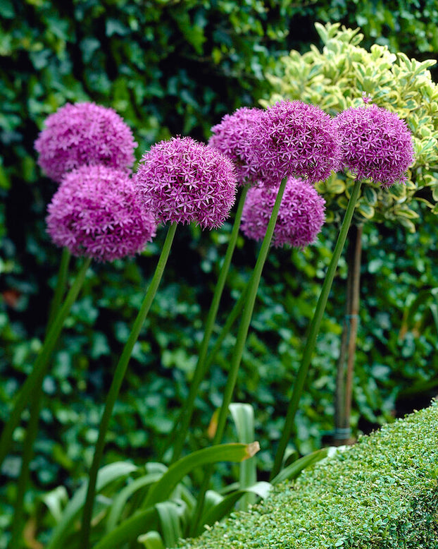 Allium giganteum