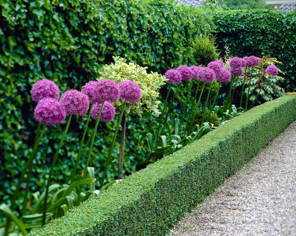 Allium giganteum