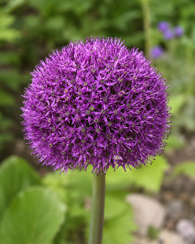 Allium 'Gladiator Sensation'