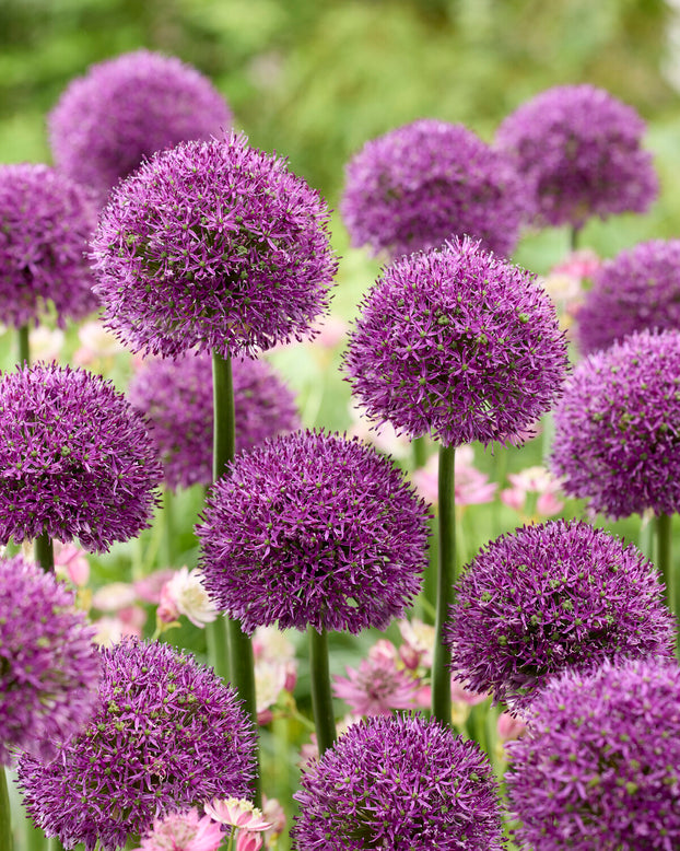 Allium 'Gladiator Sensation'