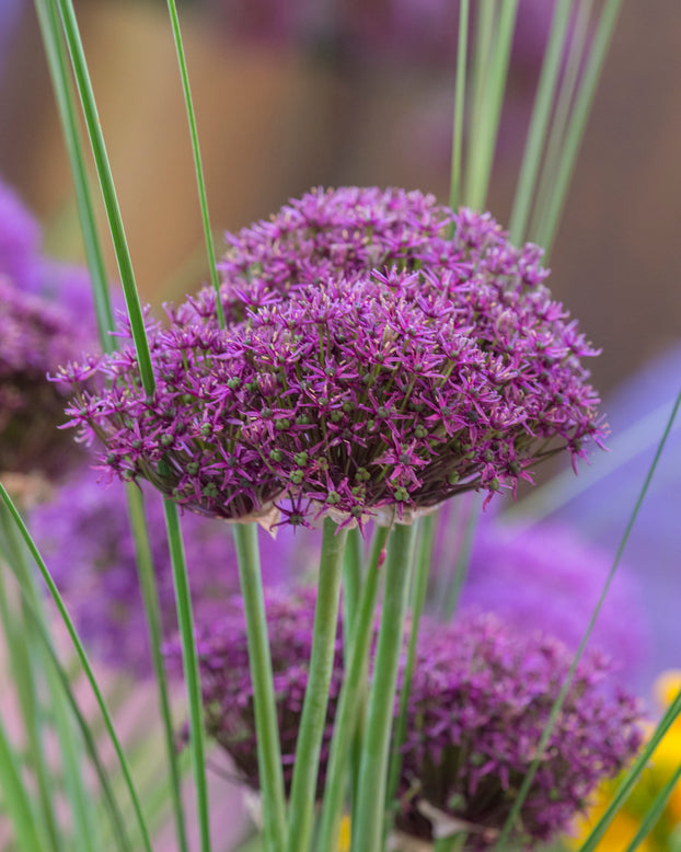 Allium 'Miami'